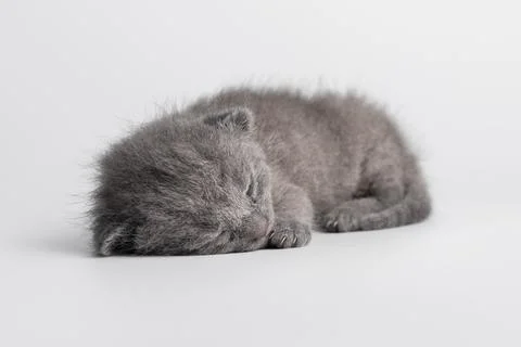 Adorable tiny newborn grey kitten, a Scottish Fold breed with small ears, sle Foto stock