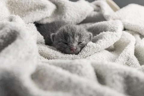 Adorable tiny newborn grey kitten with closed eyes sleeping peacefully wrappe Foto stock