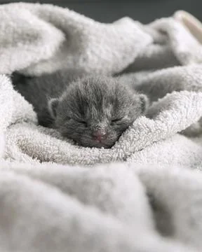 Adorable tiny newborn grey kitten with closed eyes sleeping peacefully wrappe Stock Photos