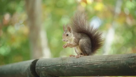 Adorable tiny squirrel feeding on chestnut bits slowly, closeup Stock Footage 120688977