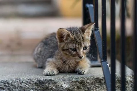 Adorable tiny tiger kitten lying down Stock Photos