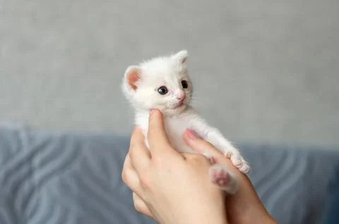 Adorable tiny white kitten held gently in hands against soft background. Na.. Stock Photos