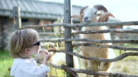 Adorable toddler boy having fun feeding sheep in a small petting zoo outdoors Stockbeeldmateriaal 253489226