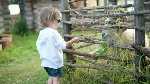Adorable toddler boy having fun feeding sheep in a small petting zoo outdoors Vidéo 255335489