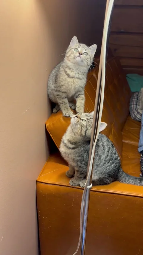 Adorable Trio of Kittens Transfixed by Fly, Peterborough, Ontario, Canada - 20 D Stock Footage 260190164