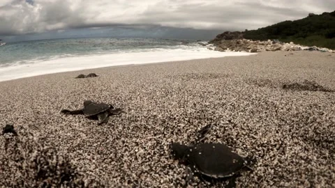 Adorable turtle hatchlings crawling on the beach to the open waves -Time Stock Footage 162095006