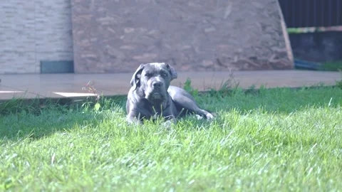 Adorable Two-Month-Old Cane Corso Puppy Portrait Stock Footage 317427750