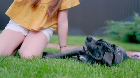 Adorable Two-Month-Old Cane Corso Puppy Portrait Stock Footage 317427934