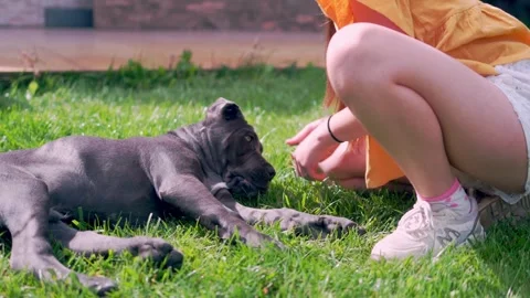 Adorable Two-Month-Old Cane Corso Puppy Portrait Stock Footage 317427942