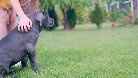 Adorable Two-Month-Old Cane Corso Puppy Portrait Stock Footage 317428100