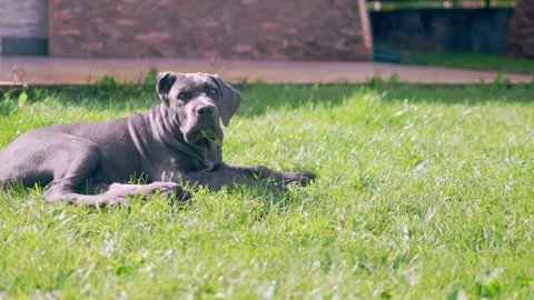 Adorable Two-Month-Old Cane Corso Puppy Portrait Stock Footage 317428104