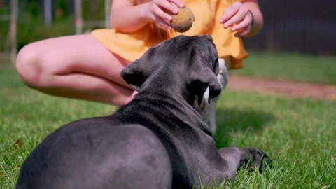 Adorable Two-Month-Old Cane Corso Puppy Portrait Stock Footage 317428112