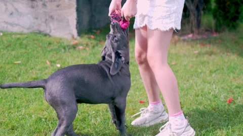 Adorable Two-Month-Old Cane Corso Puppy Portrait Stock Footage 317428123