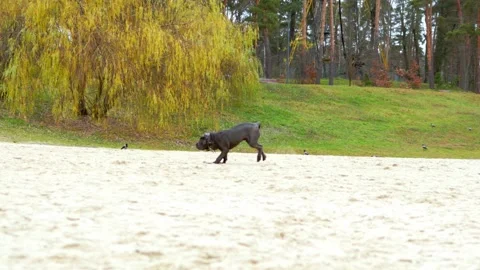 Adorable Two-Month-Old Cane Corso Puppy Portrait Stock Footage 321977400