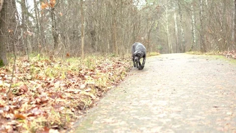 Adorable Two-Month-Old Cane Corso Puppy Portrait Stock Footage 321977409