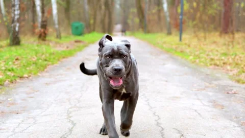 Adorable Two-Month-Old Cane Corso Puppy Portrait Stock Footage 321977418