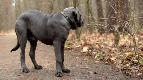 Adorable Two-Month-Old Cane Corso Puppy Portrait Stock Footage 321977428