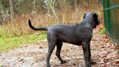 Adorable Two-Month-Old Cane Corso Puppy Portrait Stock Footage 321977442