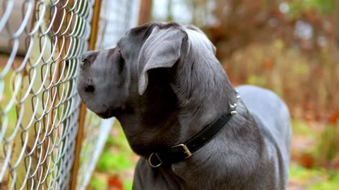Adorable Two-Month-Old Cane Corso Puppy Portrait Stock Footage 321977470