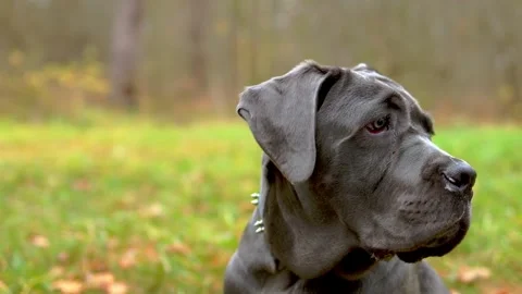 Adorable Two-Month-Old Cane Corso Puppy Portrait Stock Footage 321977508