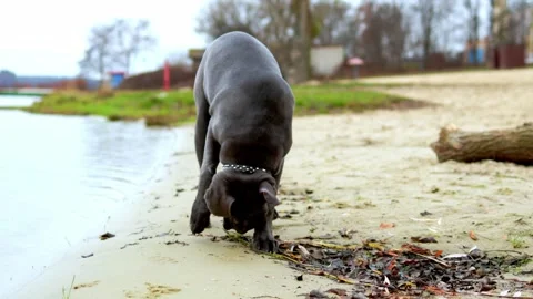Adorable Two-Month-Old Cane Corso Puppy Portrait Stock Footage 321977527