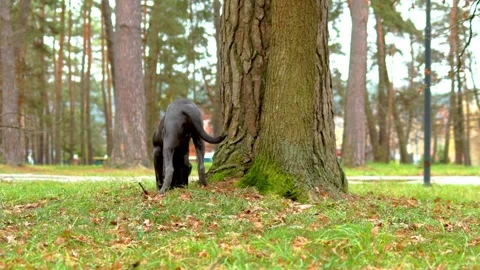 Adorable Two-Month-Old Cane Corso Puppy Portrait Stock Footage 321977537