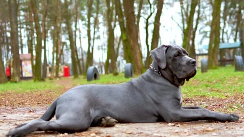 Adorable Two-Month-Old Cane Corso Puppy Portrait Stock Footage 321977573