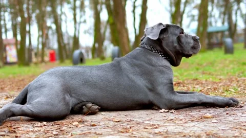 Adorable Two-Month-Old Cane Corso Puppy Portrait Stock Footage 321977596