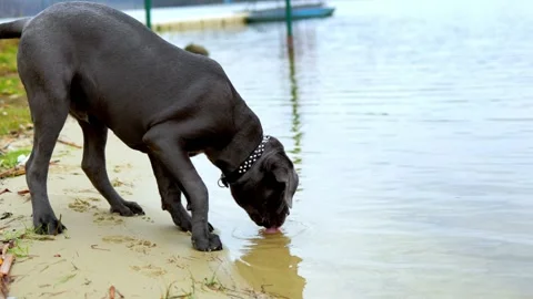 Adorable Two-Month-Old Cane Corso Puppy Portrait Stock Footage 321977652