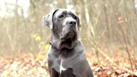 Adorable Two-Month-Old Cane Corso Puppy Portrait Stock Footage 321977676