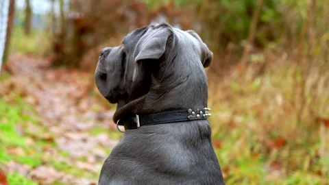 Adorable Two-Month-Old Cane Corso Puppy Portrait Stock Footage 321977700