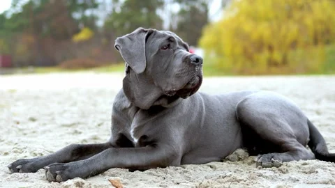 Adorable Two-Month-Old Cane Corso Puppy Portrait Stock Footage 321977718