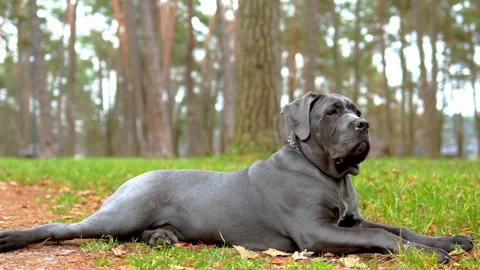 Adorable Two-Month-Old Cane Corso Puppy Portrait Stock Footage 321977734