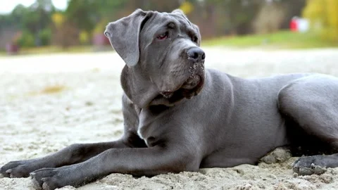 Adorable Two-Month-Old Cane Corso Puppy Portrait Stock Footage 321977763
