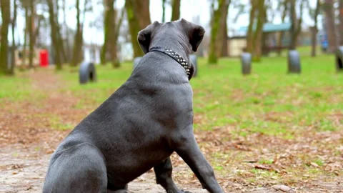 Adorable Two-Month-Old Cane Corso Puppy Portrait Stock Footage 321977790