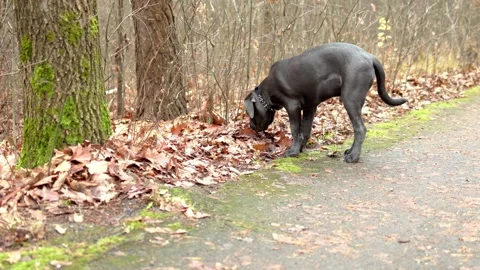 Adorable Two-Month-Old Cane Corso Puppy Portrait Stock Footage 321977804