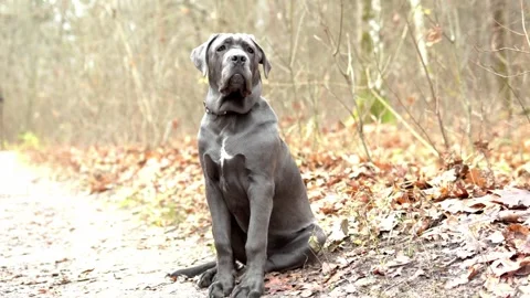 Adorable Two-Month-Old Cane Corso Puppy Portrait Stock Footage 321977824