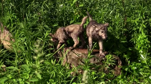 Adorable two wet wolf pups on a rock Stock-Footage 46420217