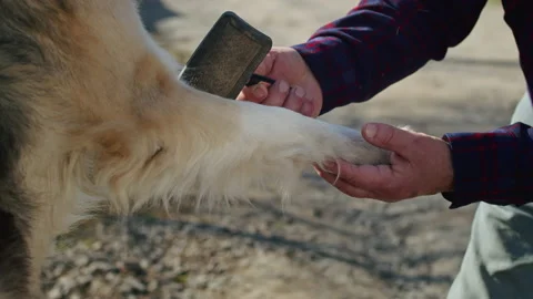 This adorable video captures the deep bond of friendship between a young man and Stock Footage 237320415