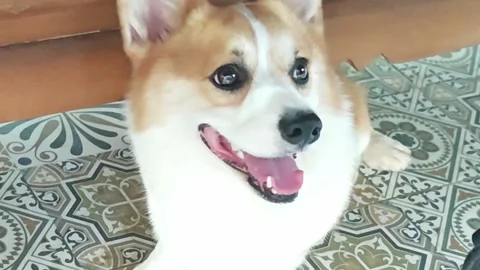 Adorable Welsh Corgi dog looking up with a big smile. Stock Footage 340201724