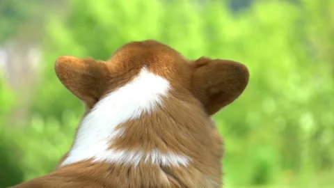 Adorable welsh corgi looking up Stock-Footage 107925863