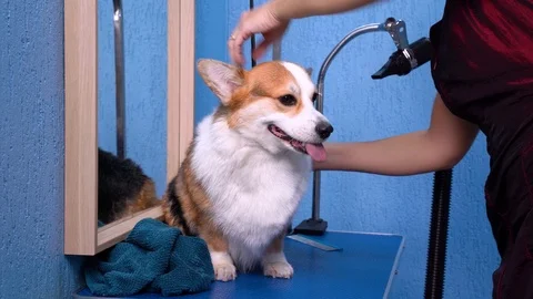 A adorable welsh corgi pembroke getting Stock Video Pond5