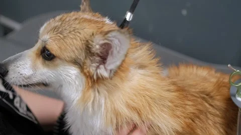 A adorable welsh corgi pembroke getting his fur dried with a blower at the Stock-Footage 256076338