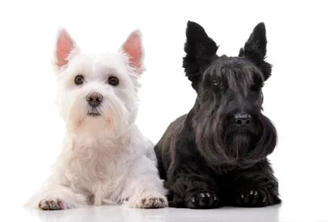 An adorable West Highland White Terrier and a Scottish terrier Stock Photos