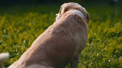 Adorable white Beagle-Labrador mix dog sitting on the grass, after being wash Stock Footage 127119182