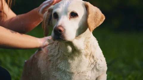 Adorable white Beagle-Labrador mix dog being pet while taking bath in the par Stock Footage 127119288