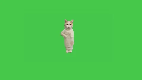 Adorable white cat dancing and waving paw on green screen loop animation Stock Footage 314304901