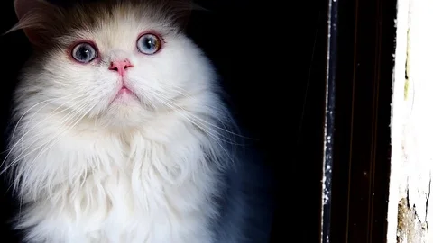 Adorable white cat Stockbeeldmateriaal 99226677