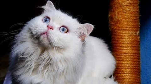 Adorable White Cat