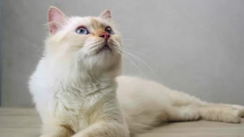 Adorable white cat sitting alone 3 Stock Footage 247827205